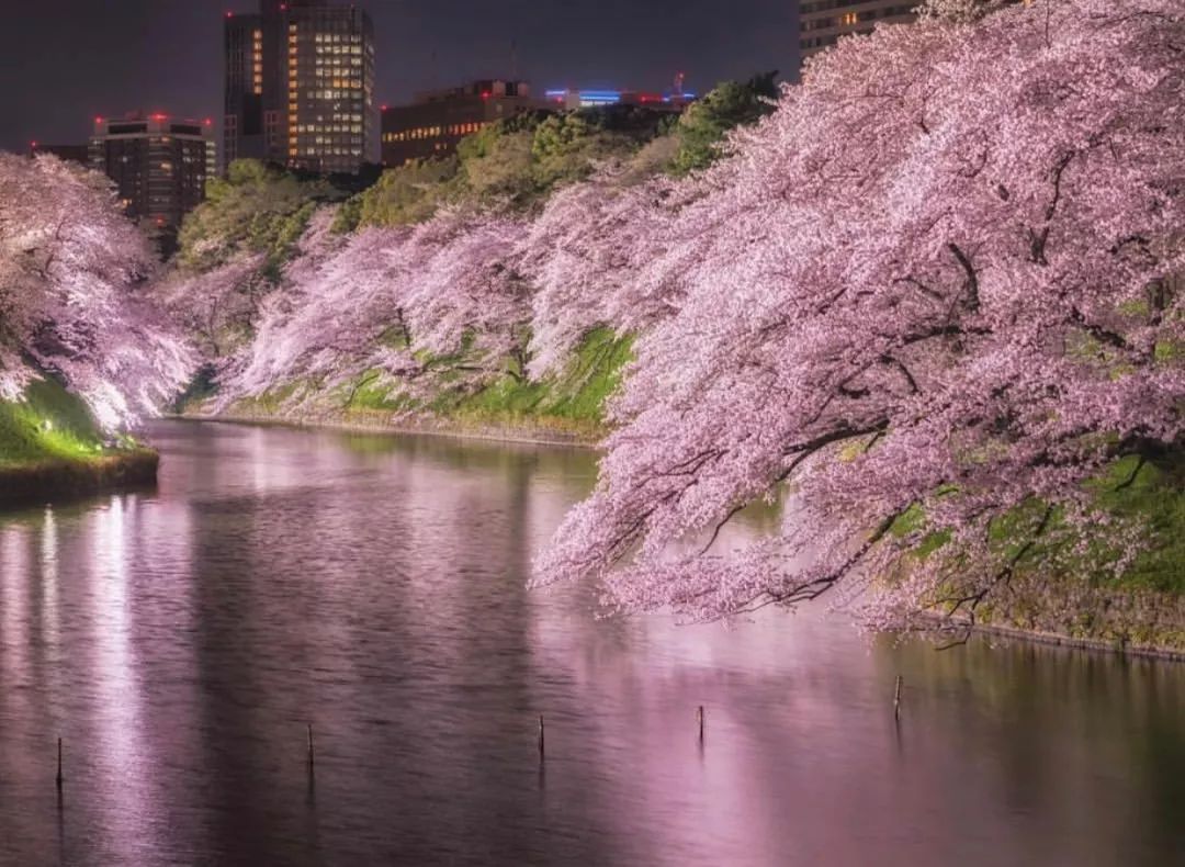 "千代田樱花祭"期间还能在晚上划船,看夜樱点灯后的浪漫.