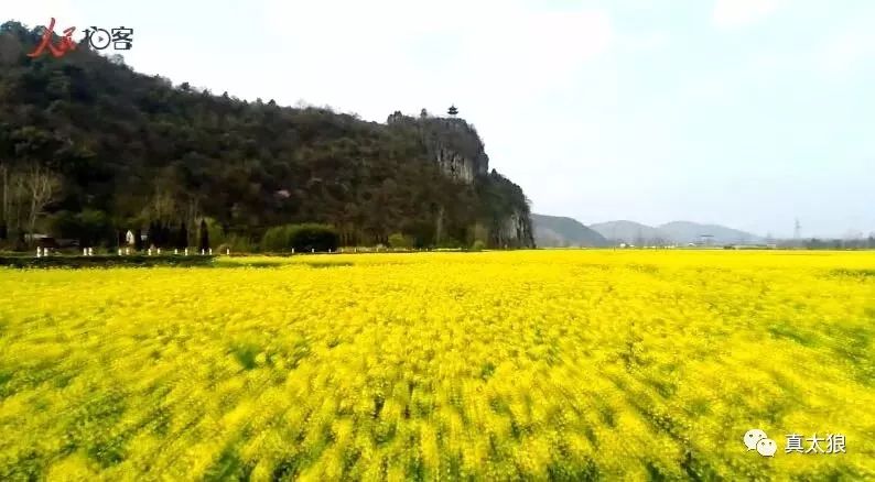 大美泾县!狮子山油菜花海登人民网头版!