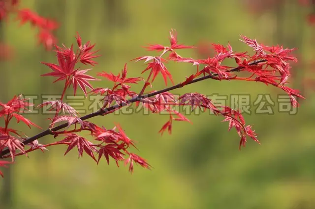 枫情万种之日本红枫红舞姬