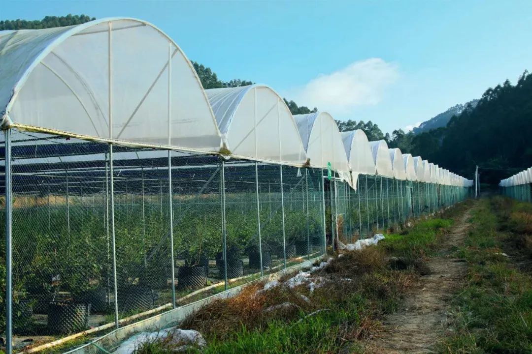 13每棵蓝莓树都被精心种植在防雨大棚中有一片占地一百多亩的蓝莓园