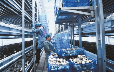 灵台县中台镇坷台村双孢菇工厂工人采摘成熟的双孢菇