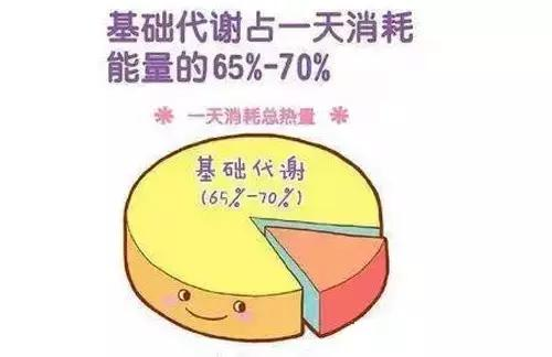 如何提高上文说的基础代谢率?