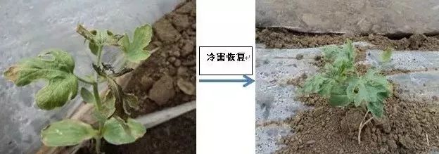 西瓜受到低温冷害,生长点有部分坏死,使用品高尚叶喷一次,6天后,生长