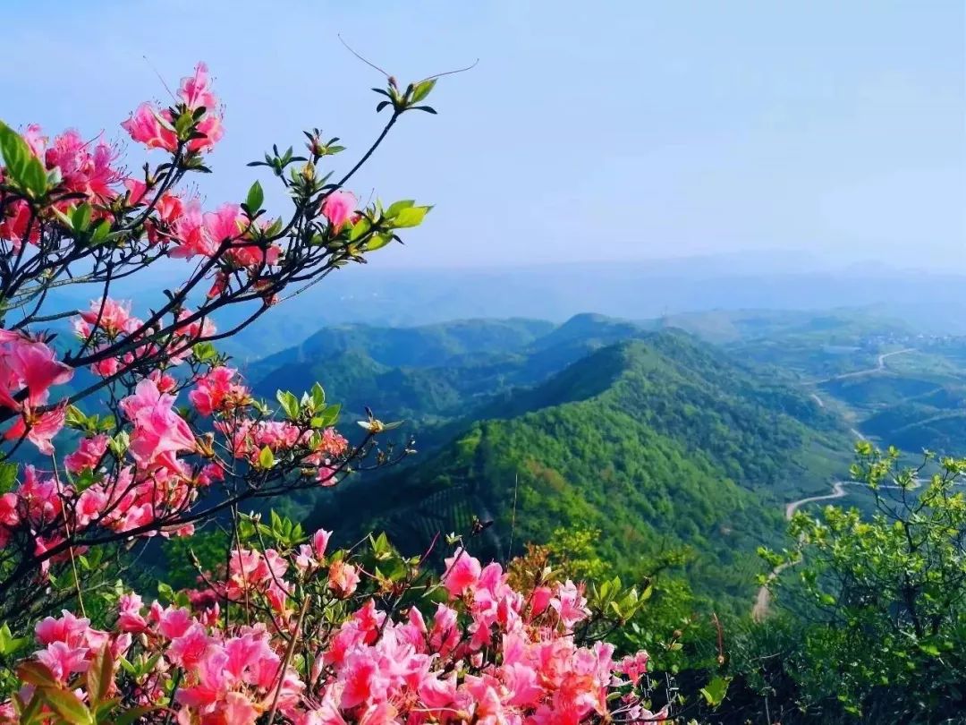 万亩桃花十里桃林漫山杜鹃,新昌"粉色地毯"等你来赏