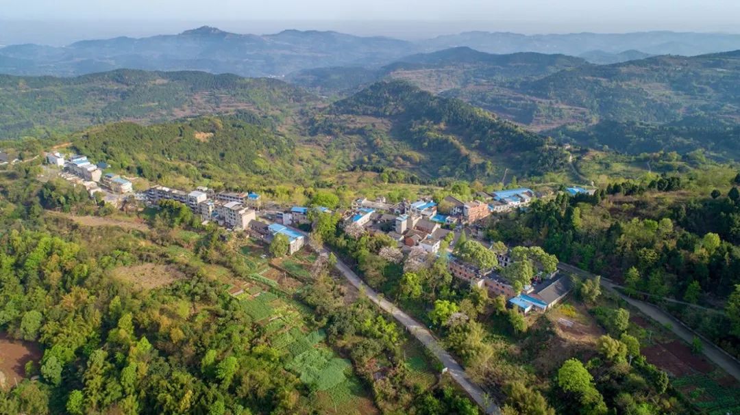 【乐活】龙泉山这里的梧桐花开满山坡,快跟我来先睹为