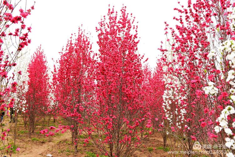 【围观】永宁丽桃红胜火,水阳菜花黄金甲