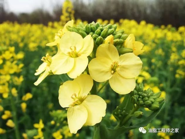 国产植物油的半壁江山油菜花观赏季已来