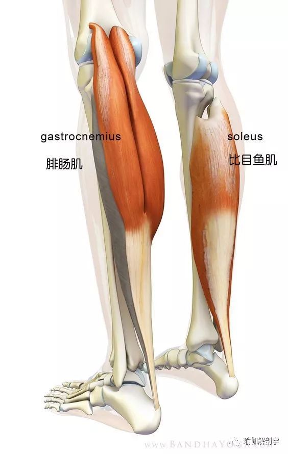 瑜伽练习如何加强膝盖周围的肌肉