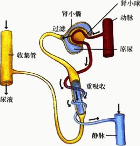 说出人体泌尿系统的组成. 2.简述尿液形成和排出的大致过程.