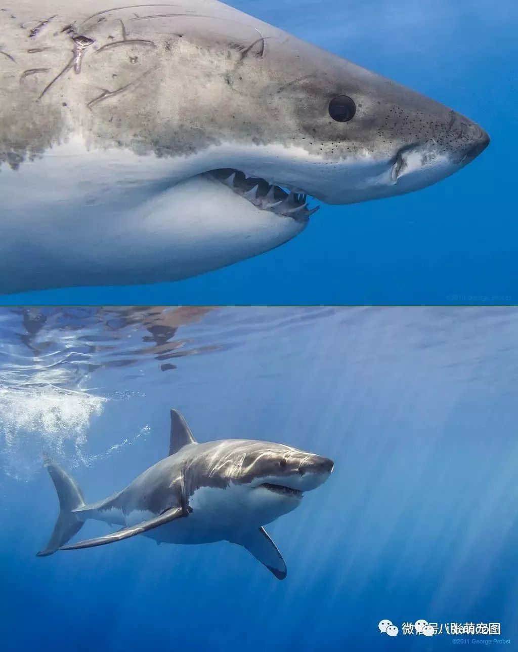 原来《加勒比海盗5》中的幽灵鲨鱼真的存在，生殖器官还长在脸上 - 知乎