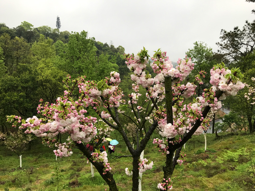 宁波赏樱地之九:绿野山庄,繁花带雨