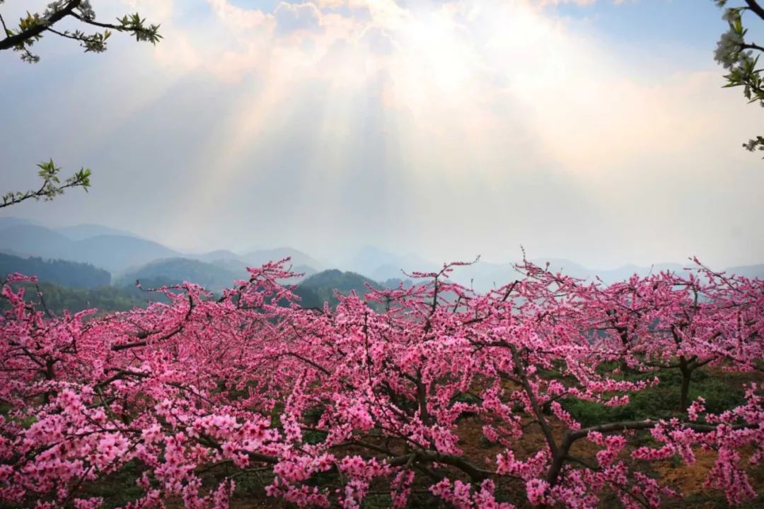 邀你漫步桃花林中