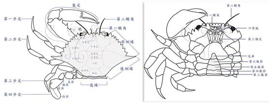 以下四个部位不要吃