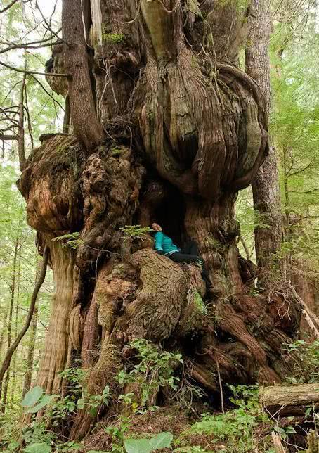 世界上9棵体型庞大的"巨树",人在其面前,就像蚂蚁一样!