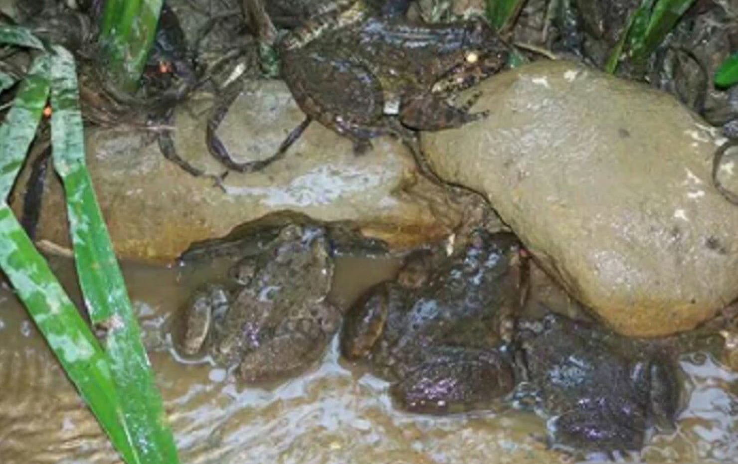 豆浆he油条