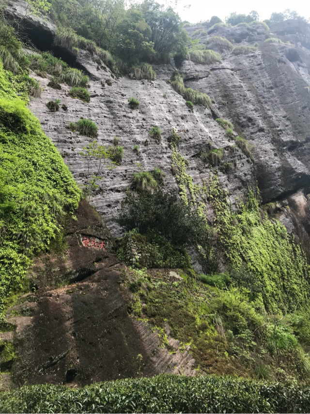 武夷山大红袍茶树,就长在这个地方,也就六株,周边种植的龙肉(九龙窠