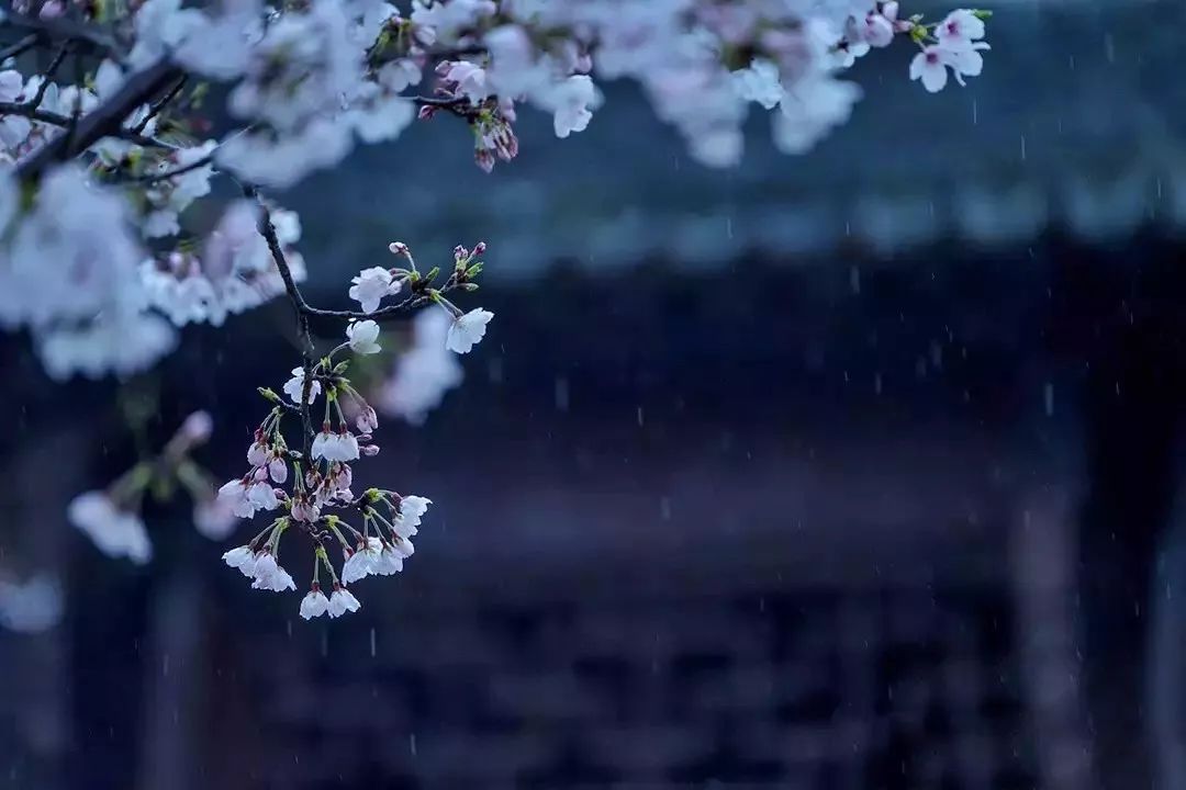 红杏枝头花几许?啼痕止恨清明雨.