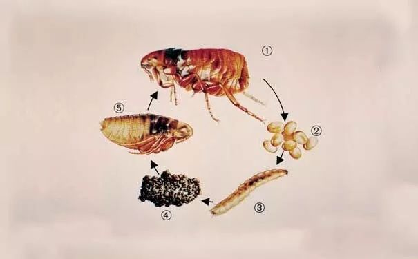 人长跳蚤怎么办