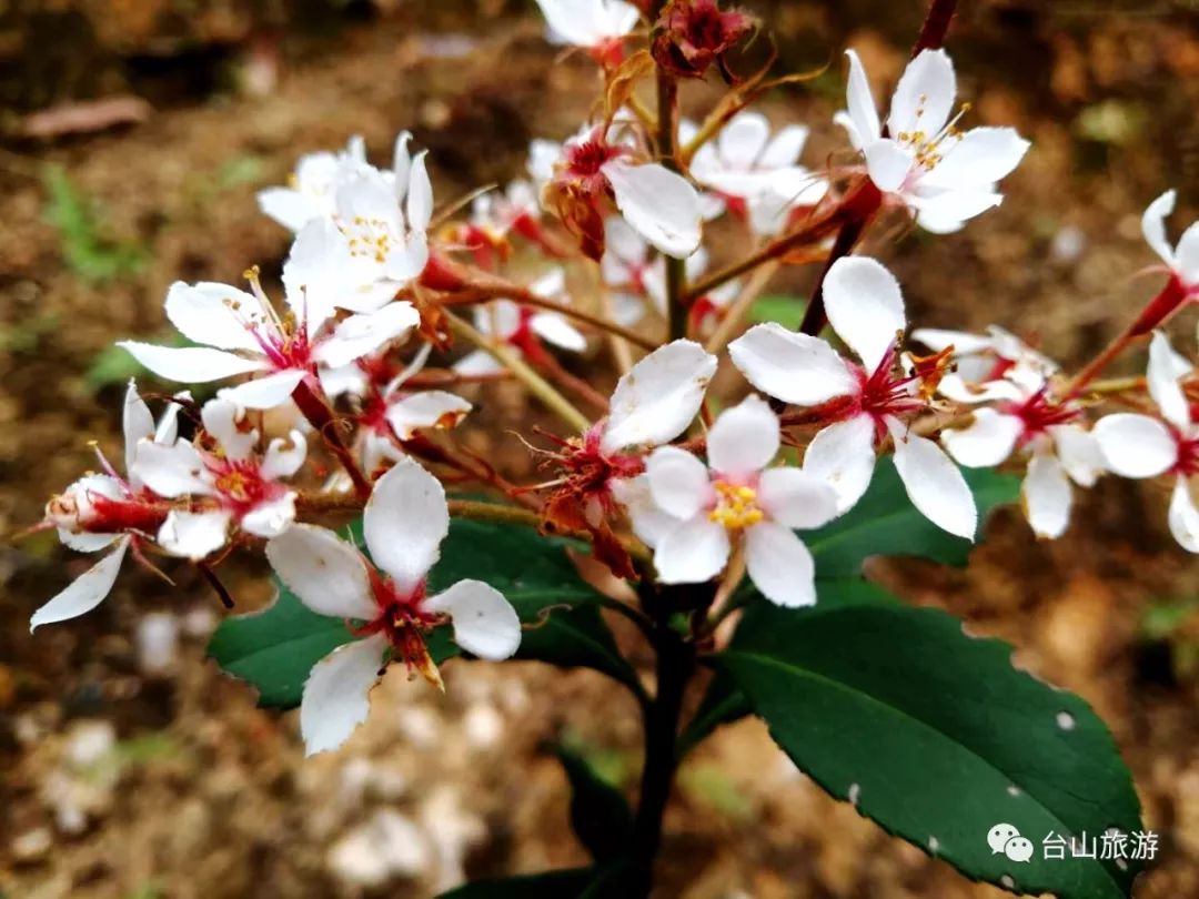 春花李"春花李,李树头,阿妈你莫愁.踏转明年担得水,再过两年睇得牛.