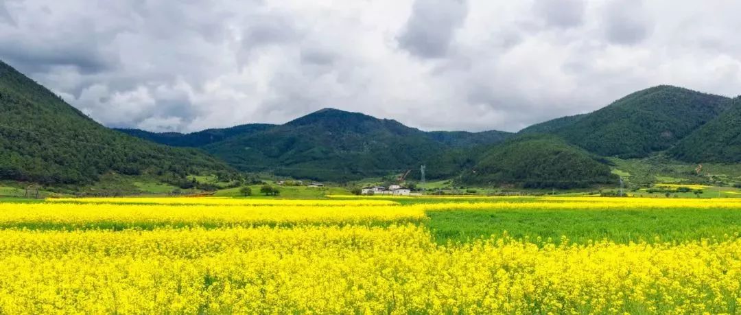 清明出游观赏1000亩"七彩"油菜花绽放,惊艳全城,广深出发2小时可到!