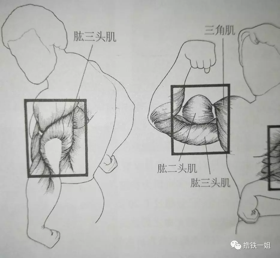 肱三头肌是一块有三个头的肌肉,与肱二头肌做相反的动作,起点在三角肌