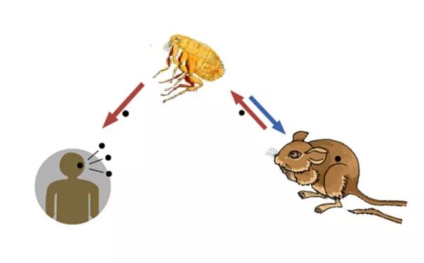 人长跳蚤怎么办