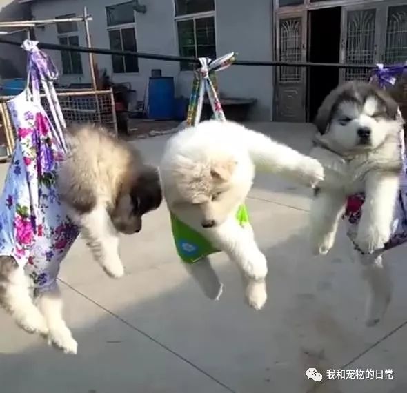 阿拉斯加幼犬,看上去好像还非常的享受呢,随着微风一晃一晃的就跟荡