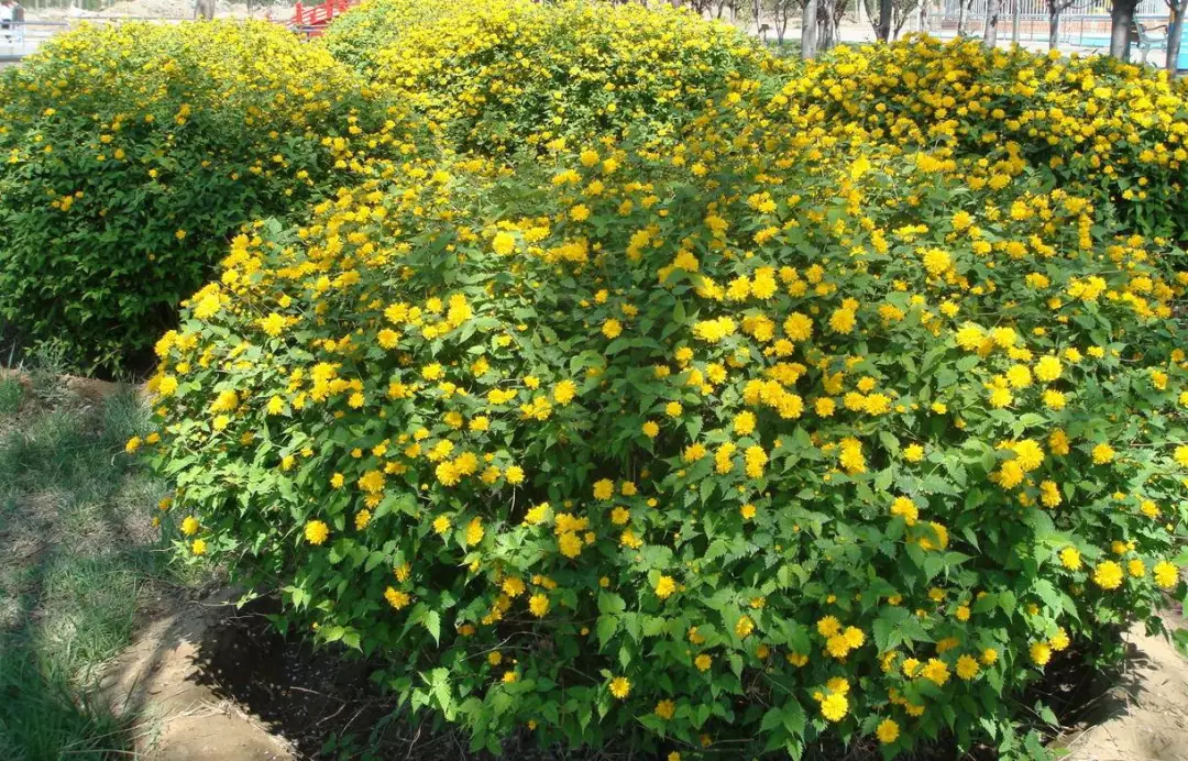 单叶互生;叶卵形至卵状椭圆形,枝条终年绿色,花金黄色,非常绚丽,瘦果