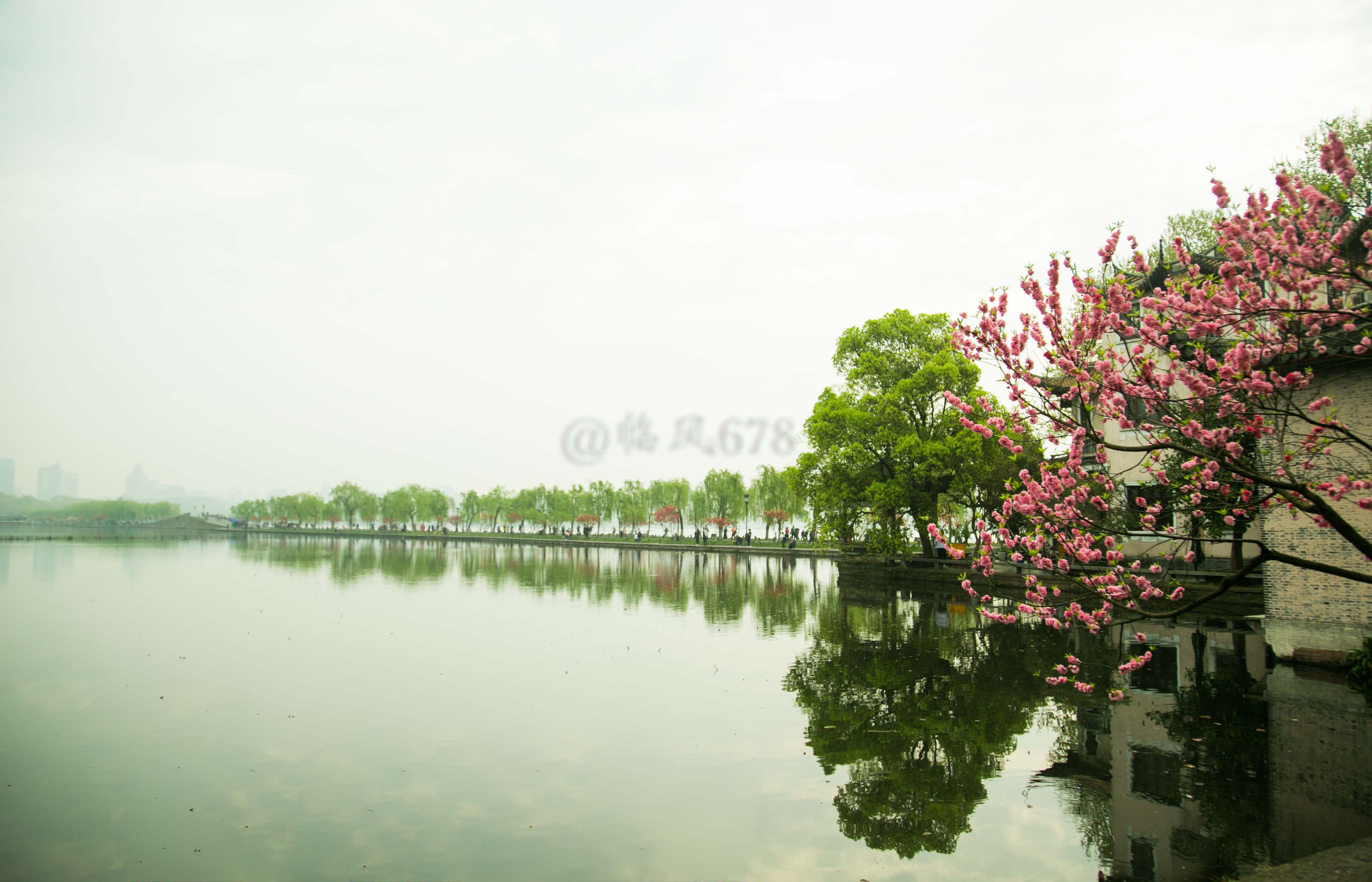 柳芽儿绿了,春水儿旺了,若是孤身一人到杭州看一场花事,烟雨蒙蒙中你