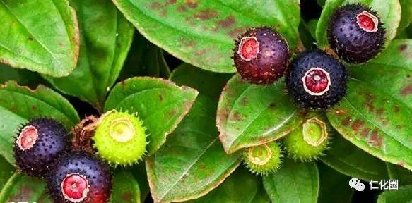 野牡丹的学名源自希腊语,意为"黑嘴巴",是指其果实吃后嘴巴会成紫色.