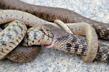 但王锦蛇对五步蛇的素天生拥有免疫能力,所以在王锦蛇和五步蛇的
