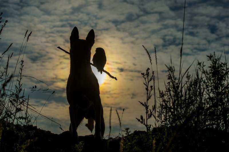 赶紧的飞吧,,,夕阳西下,断肠人在天涯.