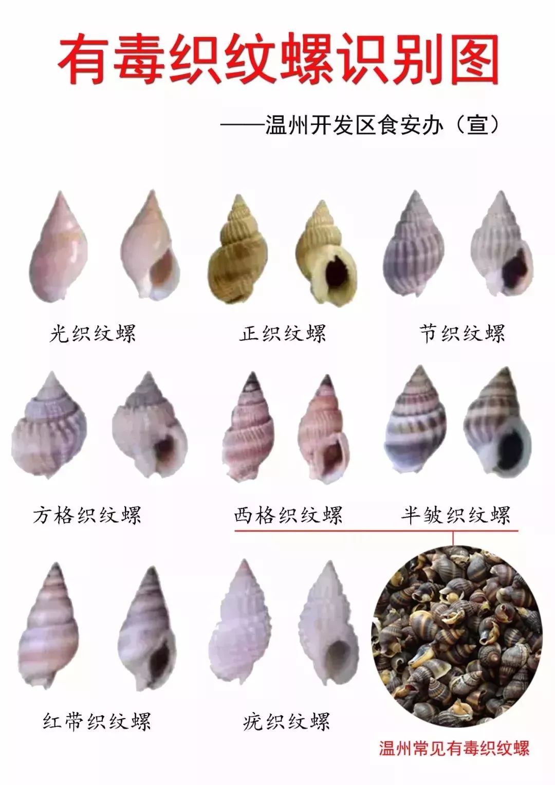 螺和节织纹螺季节性有毒的织纹螺:方格织纹螺,西格织纹螺,半褶织纹螺