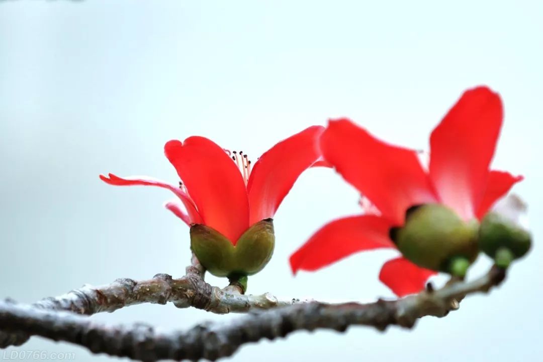 罗定的木棉花除了看,还能干什么?