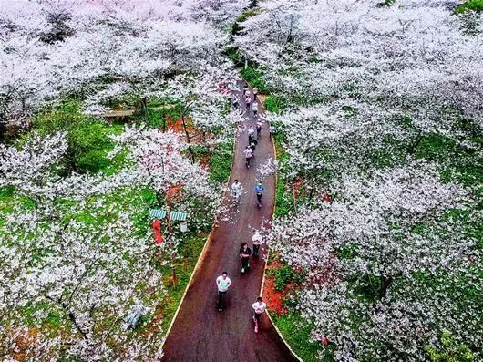 武汉东湖樱花园——世界三大赏樱圣地之一,占地200余亩的东湖樱园拥有