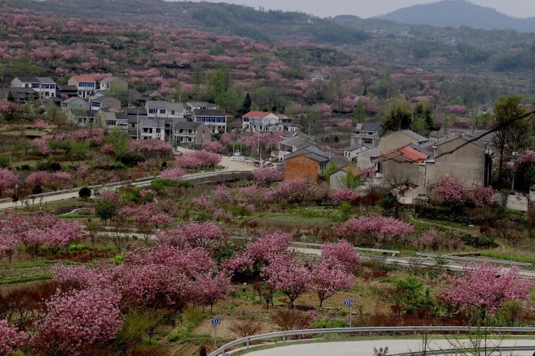 旅游 正文  大岚镇最佳的赏樱地点 在上马村的 上马岗 站在山岗之上