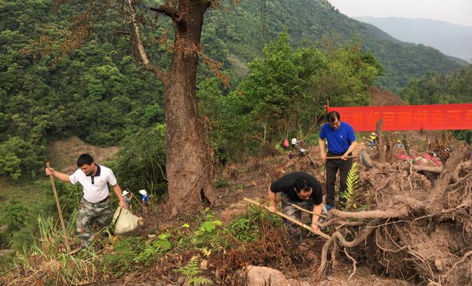 金秀大樟乡发展油茶产业 助力脱贫攻坚