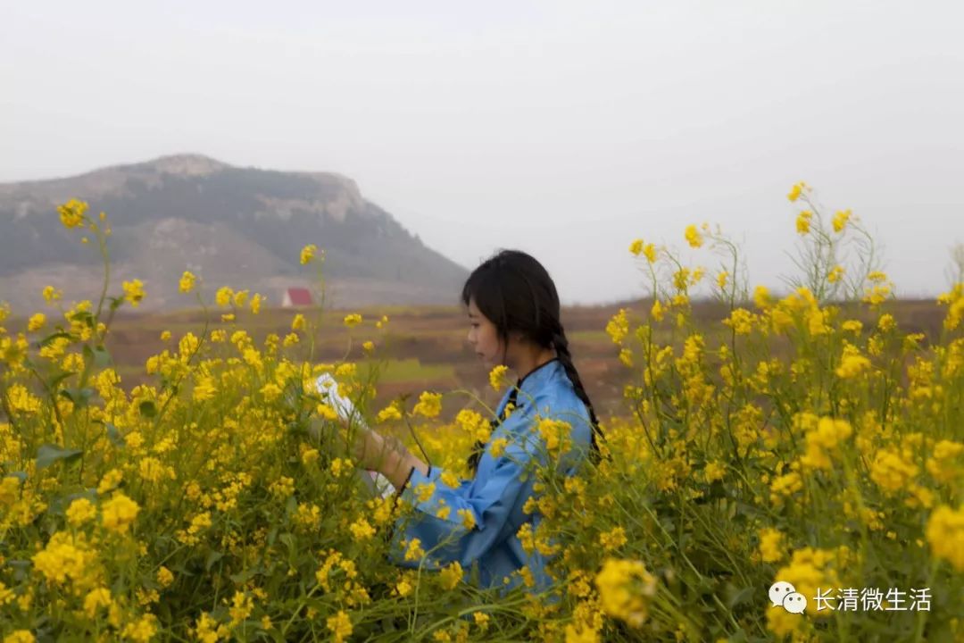 双泉(油菜花)