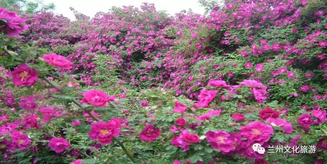 在永登苦水已有200多年的栽植历史,上世纪80年代苦水玫瑰被确定为兰