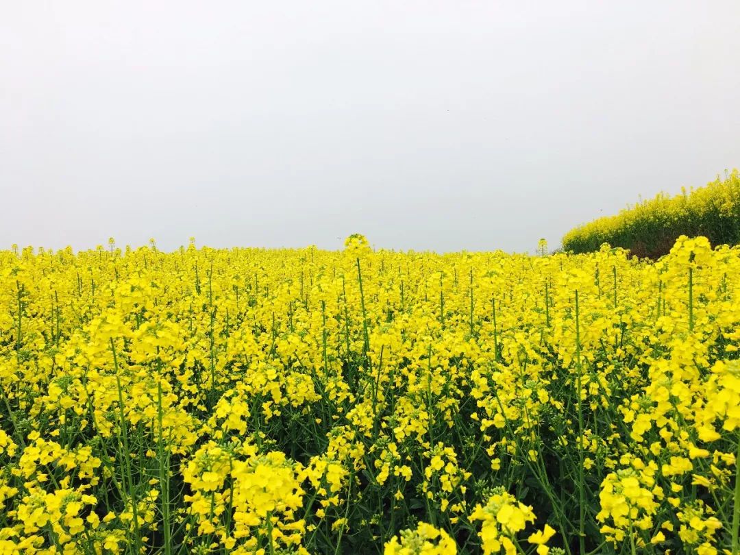 距西安最近的这片油菜花海上演超嗨游园会,还有网红大