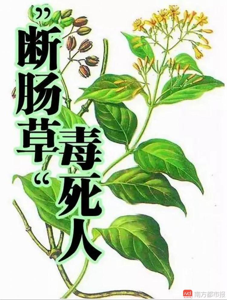 断肠草花(大茶药,学名葫蔓藤,广泛分布于中国南方及东南亚地区.它