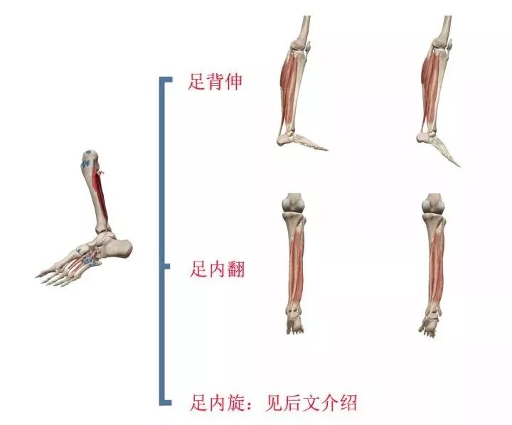 胫骨后肌,它的远端固定在足舟骨结节,骰骨外侧楔骨,和第二到第4跖骨上