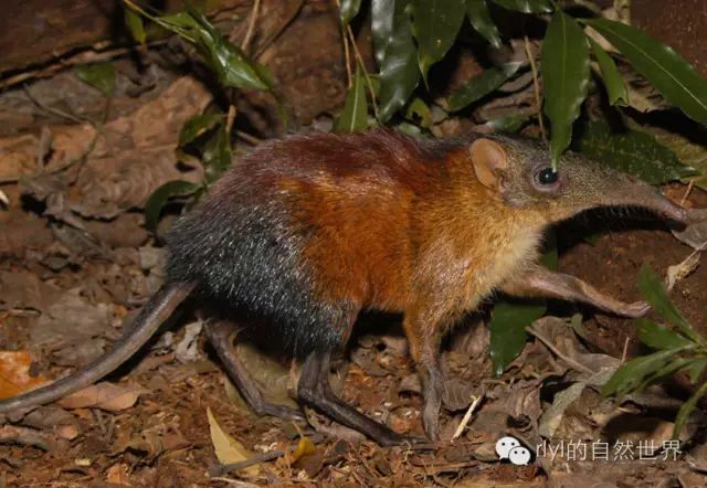 【rlyl物种说】今日--灰脸象尖鼠（Grey-faced elephant-shrew）