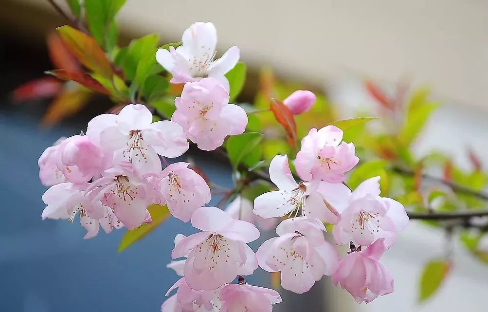 形似的樱花和桃花有什么区别呢?