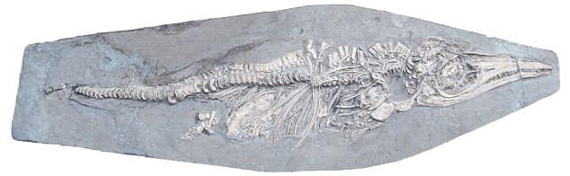 海龙时代的顶级捕食者:英国发现1.8亿年前怀孕的鱼龙化石
