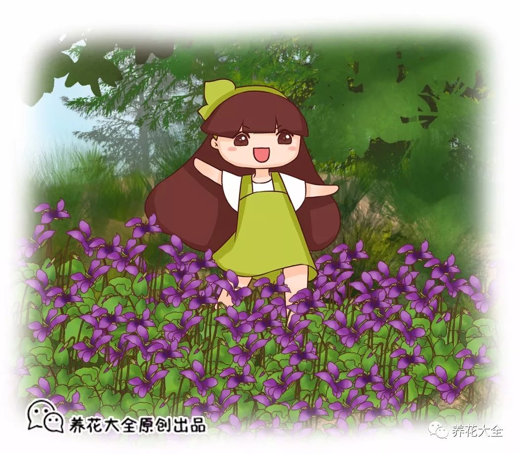 紫花地丁      养 花 大 全