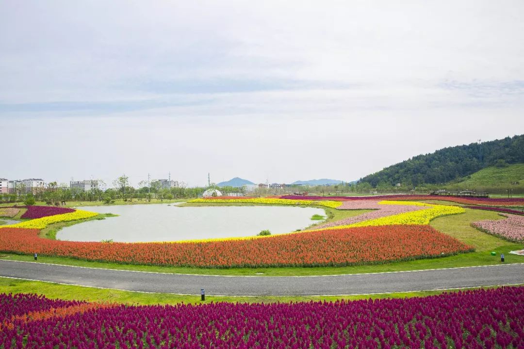 2018余杭径山花海帐篷节,七彩花海等你踏青来撒欢儿!