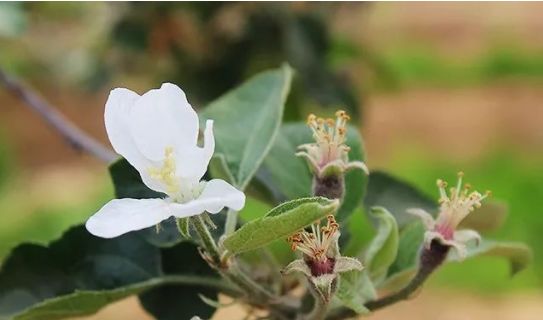 精!苹果树串花枝与腋花芽的修剪方法及注意事项