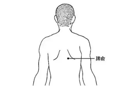 3个健脾点 常常按摩补气健脾的穴位,如脾腧穴,足三里,揉腹等.