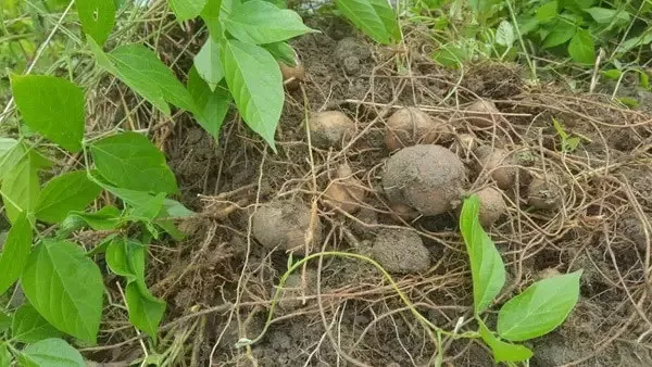 金丝吊葫芦